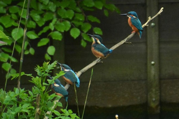 vogel2 3-2 cropped.jpg